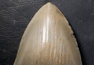 Otodus megalodon (Agassiz, 1835)