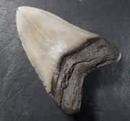 Otodus megalodon (Agassiz, 1835)