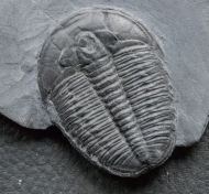 Elrathia kingi (Meek 1870)