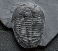 Elrathia kingi (Meek 1870)