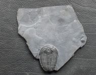 Elrathia kingi (Meek 1870)