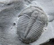 Elrathia kingi (Meek 1870)