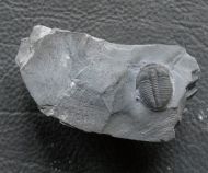 Elrathia kingi (Meek 1870)