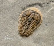 Brachyaspidion microps ROBINSON, 1971