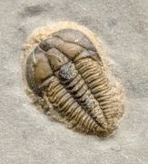 Brachyaspidion microps ROBINSON, 1971