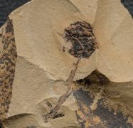 Metasequoia occidentalis Chaney, 1951