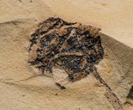 Metasequoia occidentalis Chaney, 1951