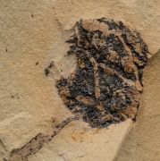 Metasequoia occidentalis Chaney, 1951