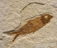 Knightia eocaena (Jordan, 1907)