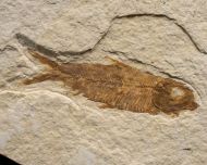 Knightia eocaena (Jordan, 1907)