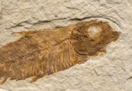 Knightia eocaena (Jordan, 1907)