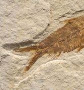 Knightia eocaena (Jordan, 1907)