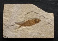 Knightia eocaena (Jordan, 1907)