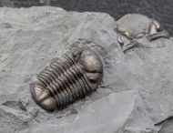 Eldredgeops rana (Green, 1832)