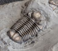 Eldredgeops rana (Green, 1832)