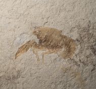 Palaeastacus fuciformis (SCHLOTHEIM )