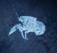 Palaeastacus fuciformis (SCHLOTHEIM )