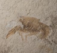 Palaeastacus fuciformis (SCHLOTHEIM )