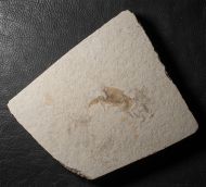 Palaeastacus fuciformis (SCHLOTHEIM )