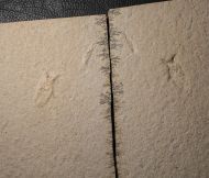 Mesonepa minor Handlirsch, 1906