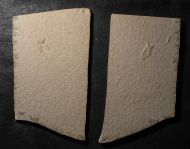 Mesonepa minor Handlirsch, 1906