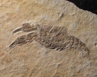 Eryma modestiformes SCHLOTHEIM  1822