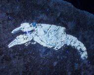 Eryma modestiformes SCHLOTHEIM  1822