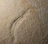 Plesioteuthis prisca R�PPEL 1829