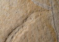 Plesioteuthis prisca R�PPEL 1829