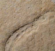 Plesioteuthis prisca R�PPEL 1829