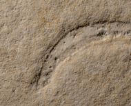 Plesioteuthis prisca R�PPEL 1829