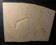 Plesioteuthis prisca R�PPEL 1829