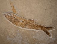 Anaethalion angustus (M�nster, 1832)