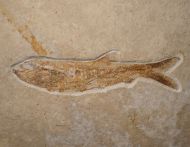 Anaethalion angustus (M�nster, 1832)