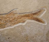 Anaethalion angustus (M�nster, 1832)