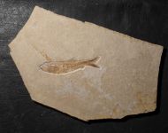 Anaethalion angustus (M�nster, 1832)