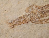 Palinurina longipes MUENSTER, 1839