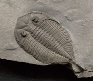 Dalmanites limulurus (GREEN 1832)