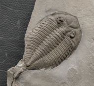 Dalmanites limulurus (GREEN 1832)