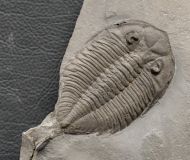 Dalmanites limulurus (GREEN 1832)