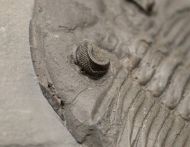 Dalmanites limulurus (GREEN 1832)