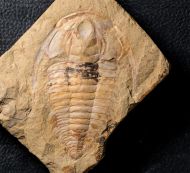 Eoredlichia intermedia  (Lu 1940)