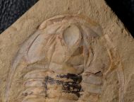 Eoredlichia intermedia  (Lu 1940)