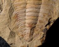 Eoredlichia intermedia  (Lu 1940)