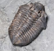 Flexicalymene senaria (CONRAD, 1841)