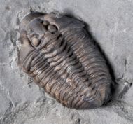 Flexicalymene senaria (CONRAD, 1841)