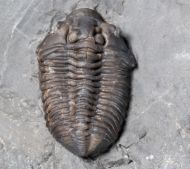 Flexicalymene senaria (CONRAD, 1841)