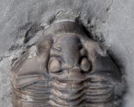 Flexicalymene senaria (CONRAD, 1841)