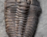 Flexicalymene senaria (CONRAD, 1841)