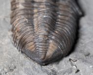 Flexicalymene senaria (CONRAD, 1841)